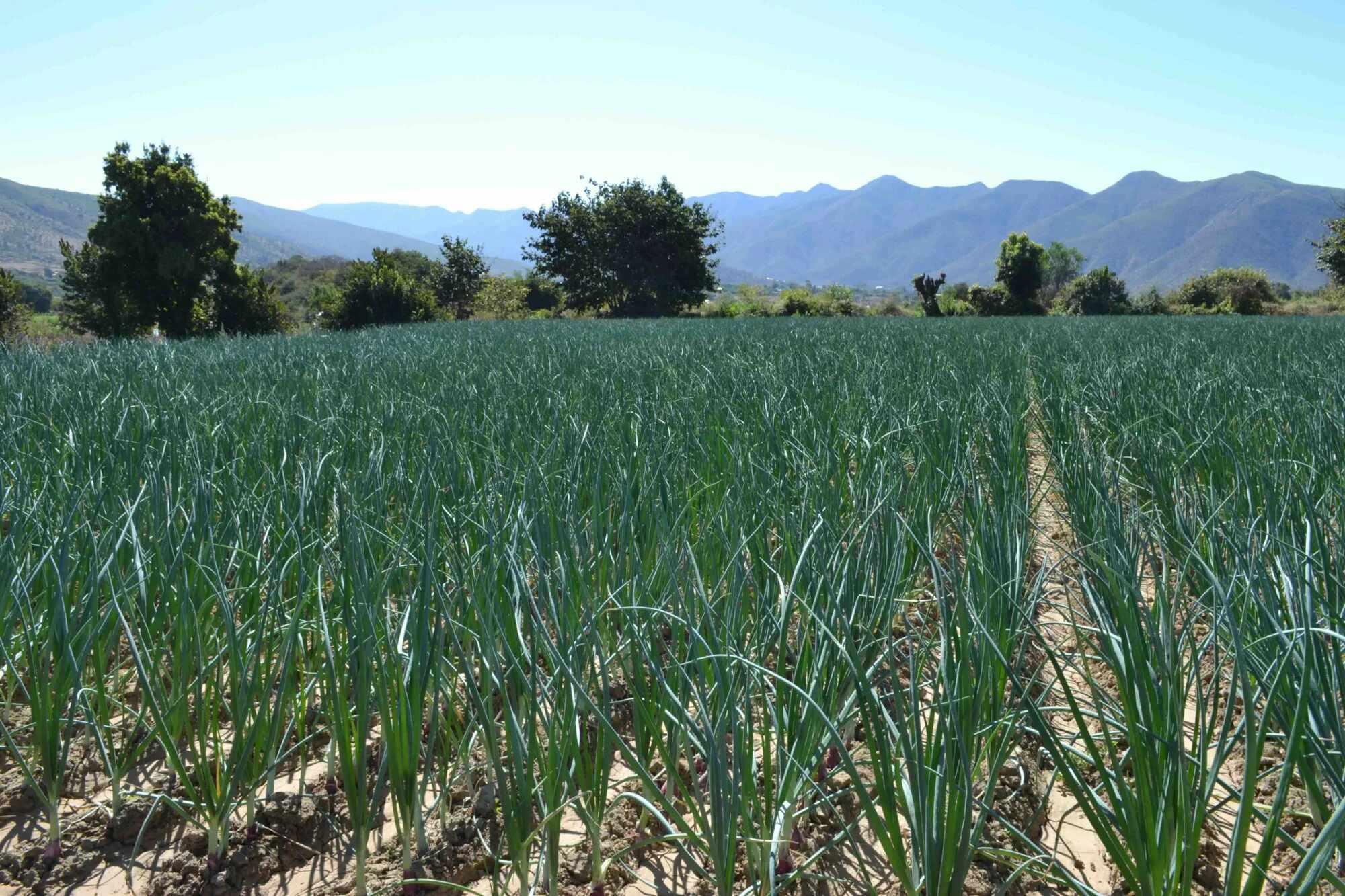 Agricultural landscape representing climate resilience