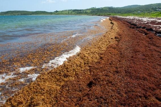 The Atlantic Ocean Sargassum Belt is expanding earlier and faster than it ever has. The economic costs will be significant and the case for parametric risk transfer can no longer be ignored.