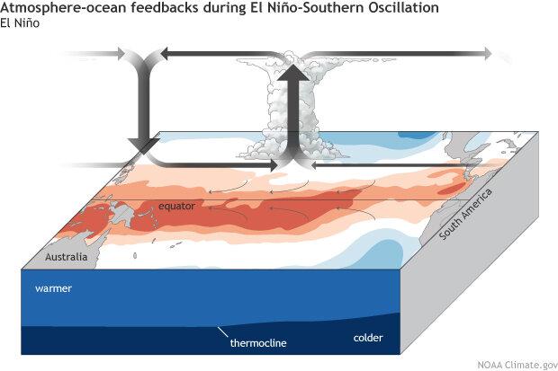 El Niño is likely to develop in the second half of 2026, with NOAA placing its probability above 90% from July onward. Models agree on the direction but diverge on magnitude, leaving real uncertainty about how intense the event will be.