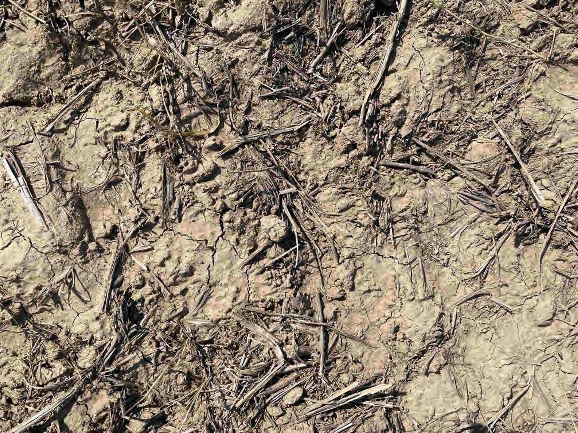 Parametric Drought Cover